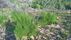 Anginon difforme