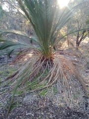 Macrozamia fraseri