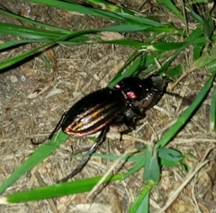 Carabus lineatus lateralis