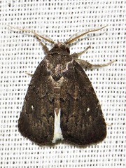 Athetis nephrosticta