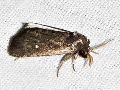 Athetis nephrosticta