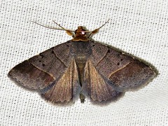 Plecoptera melalepis