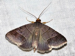 Plecoptera melalepis