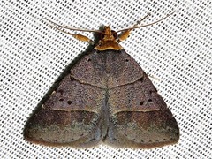 Plecoptera melalepis