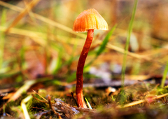 Mycena kuurkacea