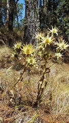 Eryngium cymosum