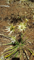 Eryngium cymosum