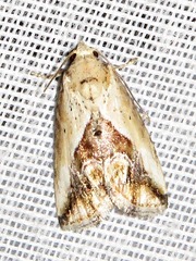 Lithacodia caffristis