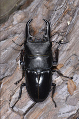 Serrognathus titanus platymelus