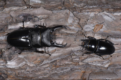 Serrognathus titanus platymelus
