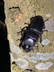 Serrognathus titanus platymelus
