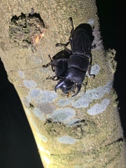Serrognathus titanus platymelus