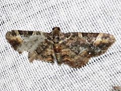Melanthia ustiplaga