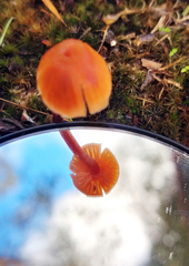 Mycena kuurkacea