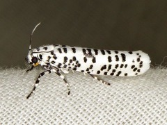 Yponomeuta strigillatus