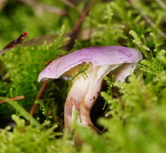 Hygrocybe cheelii
