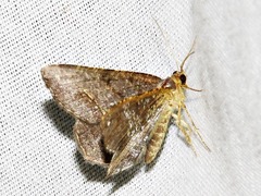 Chiasmia confuscata