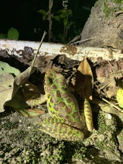 Odorrana huanggangensis