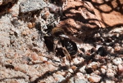 Melitta haemorrhoidalis