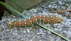 Eacles imperialis pini