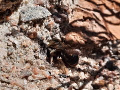 Melitta haemorrhoidalis