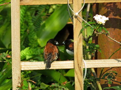 Spermestes bicolor nigriceps