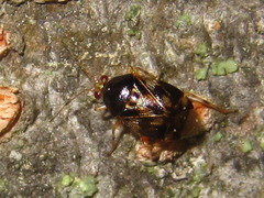 Deraeocoris ulmi