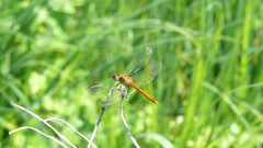 Sympetrum sanguineum