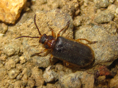 Galerucella nipponensis