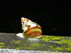Amphidromus hamatus
