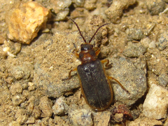 Galerucella nipponensis