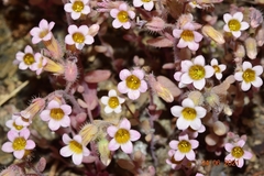 Sedum mucizonia