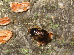 Deraeocoris ulmi