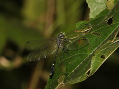 Euthygomphus yunnanensis