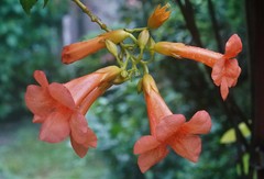 Campsis grandiflora
