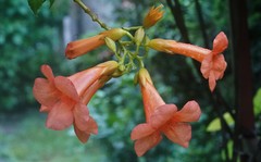 Campsis grandiflora