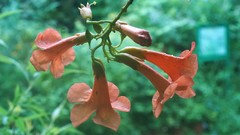 Campsis grandiflora