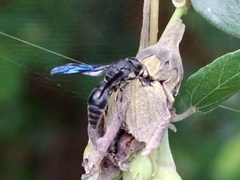 Orancistrocerus aterrimus erythropus