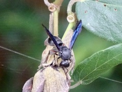 Orancistrocerus aterrimus erythropus