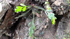 Asplenium oldhamii