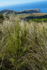 Dracophyllum acerosum