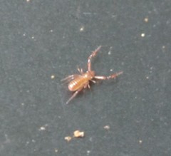 Pseudoscorpiones
