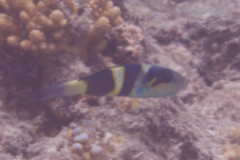 Thalassoma nigrofasciatum