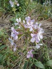 Saponaria officinalis