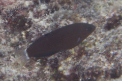 Halichoeres marginatus