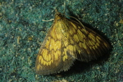 Ecpyrrhorrhoe rubiginalis