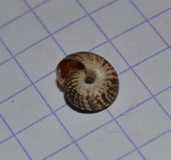 Xeroplexa intersecta