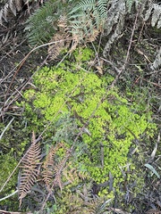 Acrotriche serrulata