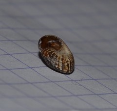 Xeroplexa intersecta