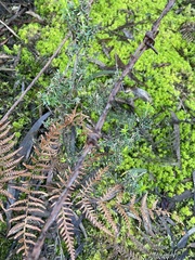 Acrotriche serrulata